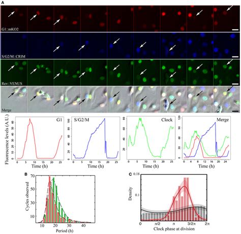 Image result for Measuring Fluorescence Intensity ImageJ