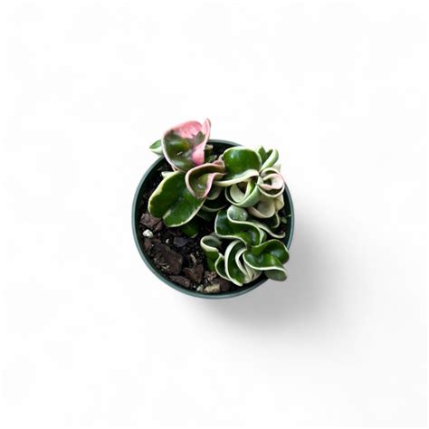 Hoya Hindu Rope Variegated (Hoya Compacta Variegated) – Soiled