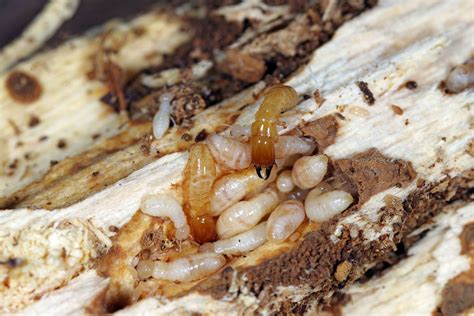 Image result for Termite Update