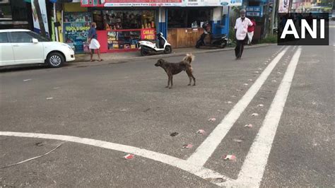 Kerala: Stray dog kills 12-year-old girl in Kottayam