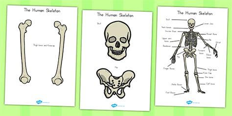 Human Skeleton Cut Outs (Common Names) (teacher made)