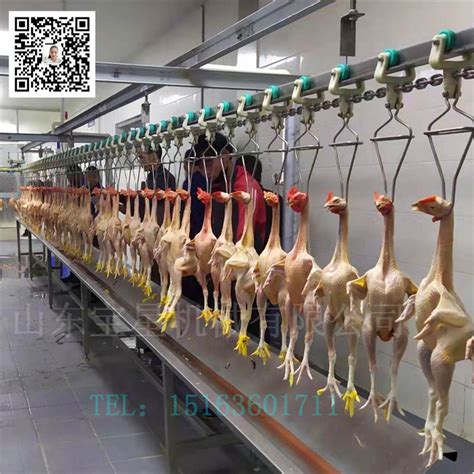 817鸡屠宰线——肉鸡整套宰杀流水线 山东潍坊 宝尔特 其他屠宰设备-食品商务网