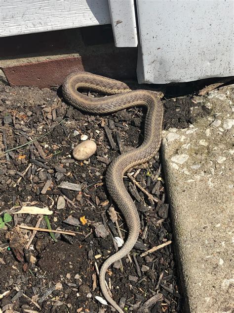 Venomous Snakes In Ohio