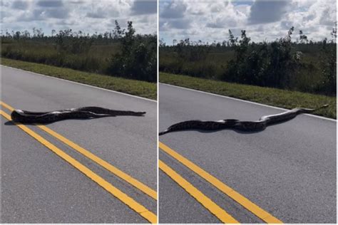 Florida Python Problem 的图像结果