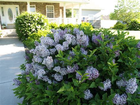 Enjoy the Ride: Love Those Lilacs!