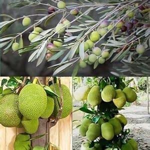 Pyanabi Combo 2 "Kalamata Olive Fruit Plant "+ Hybrid Jackfruit Plant ...