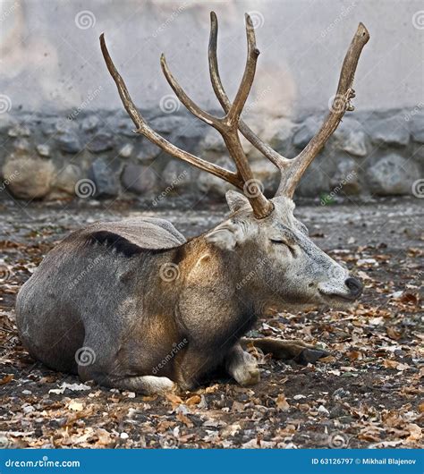 Pere David`s Deer Elaphurus Davidianus Stock Image | CartoonDealer.com ...