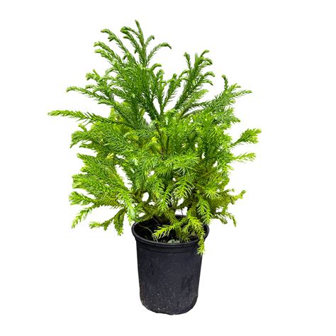 Globosa Nana Dwarf Arborvitae Live Evergreen Shrubs - 5 Gallon Potted ...