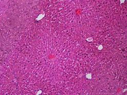肝细胞 的图像结果