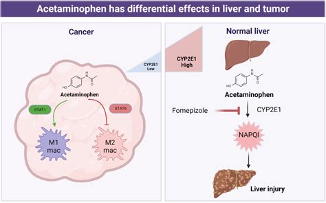 Iv Paracetamol Liver Failure at Jack Dethridge blog