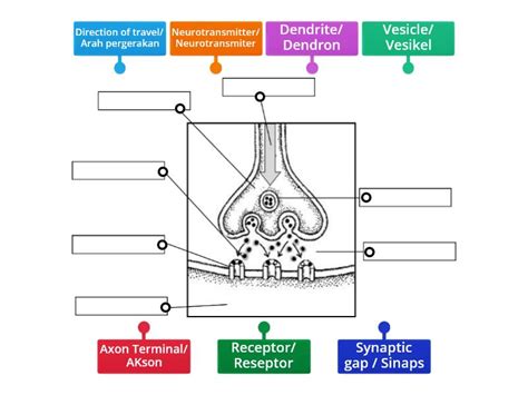 The Synapse Labeled 的图像结果
