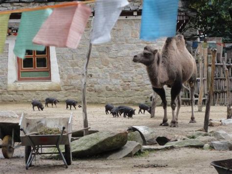 ZooLex Image - Piglets in the Tibetan village