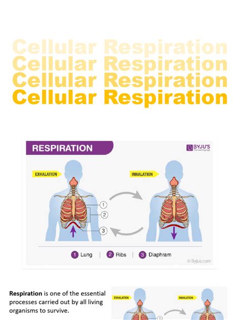 Image result for Cellular Rspiration Explained