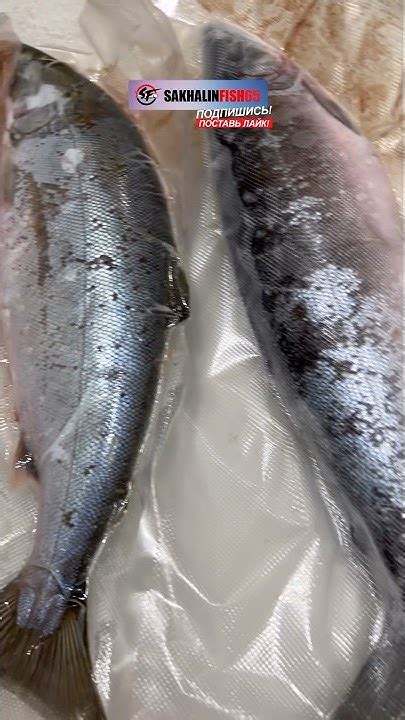 🐟 В июне наловили симы, в сентябре готовим боковики семужнего посола ...