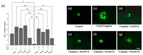 Degranulation of Murine Resident Cochlear Mast Cells: A Possible Factor ...