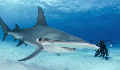 Sea Wonder: Hammerhead Shark | National Marine Sanctuary Foundation
