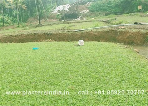 Home | planters india | Landscapers & Gardeners Kochi |Pearl Grass for ...