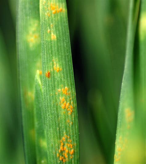 Disease causing microorganisms in animals and plants — lesson. Science ...
