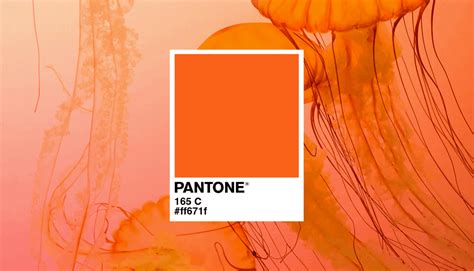 RGD | Designers predict the 2025 Pantone Colour of the Year