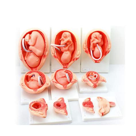 Buy Teaching Model Pregnancy Embryo Development Model Fetal Development ...
