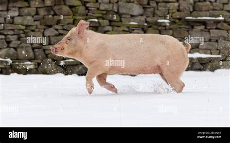 Pigs Having Fun Running 的图像结果