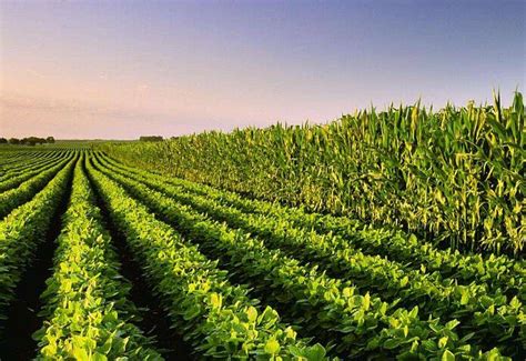 大豆有哪些合理施肥方法，配方是什么 - 农敢网