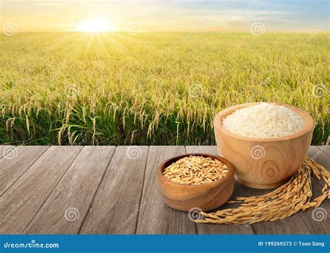 Rice Paddy Vs Rice Field at Leona Skelton blog