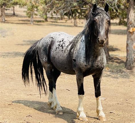 Skydog Ranch - Wild Mustangs and Burros