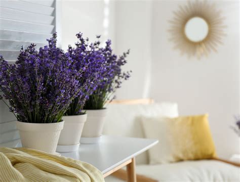 How To Grow Lavender From Cuttings - Backyard Boss