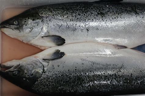 Salmon Fish Images