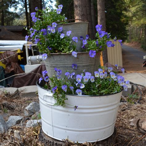Growing Roses In Tubs