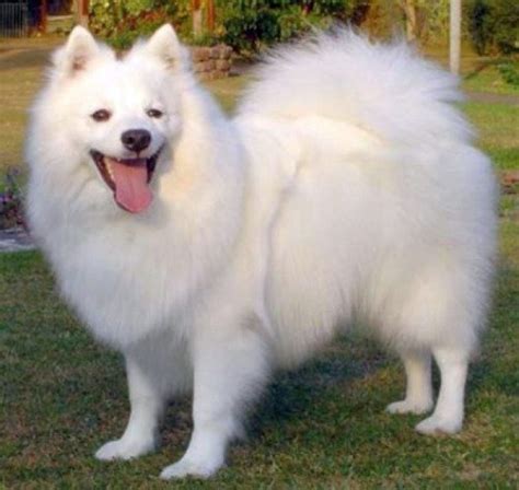 Top 5 Indian Dog Breeds