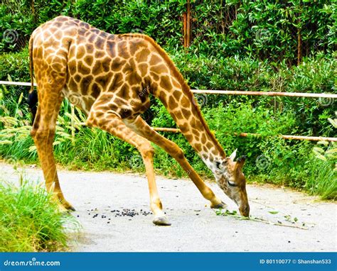 Giraffe eating leaves stock image. Image of brown, bowing - 80110077