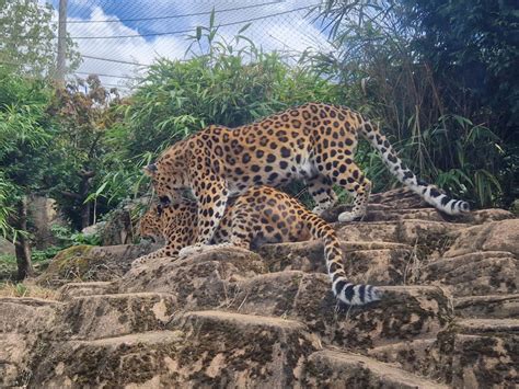 Rare Amur leopard cubs born - Colchester Zoological Society