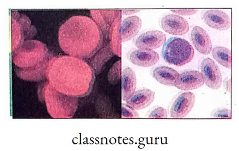 Class 10 Science Chap Evolution Explain 的图像结果