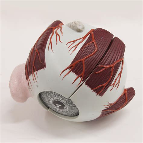 1980's Vintage Scientific Anatomical Human 3D Educational Eye Eyeball ...