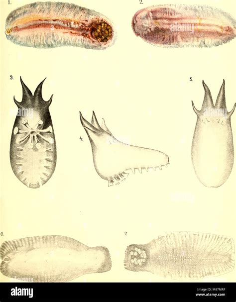 *Echinodermata* (1921) provides a detailed study of the phylum Echinodermata, which includes ...