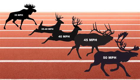 How Fast Can a Deer Run? | Field & Stream