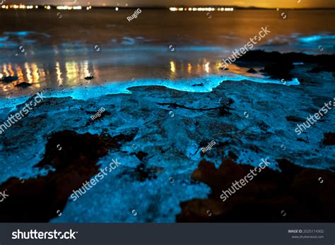 217 Bioluminescent Beaches Images, Stock Photos & Vectors | Shutterstock