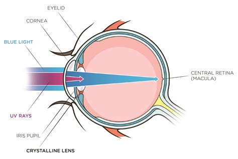 How Do Human Eyes Reflect Light: Science Explained