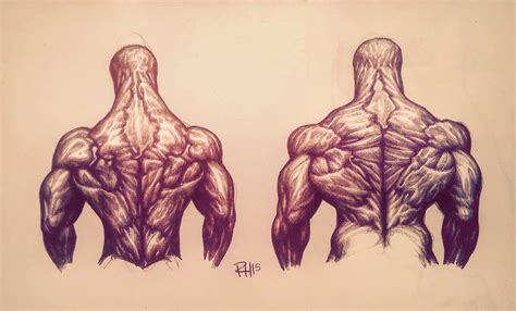 Back insertions : bodybuilding