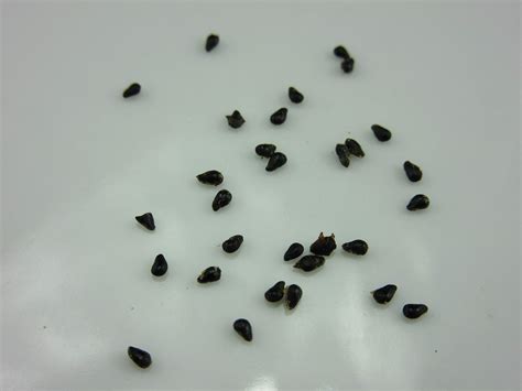 Dragon Fruit Seeds
