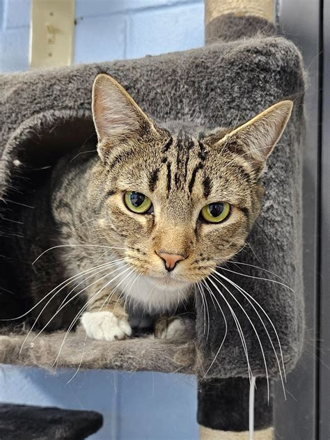 First State Animal Center and SPCA