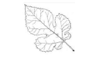 Mulberry Leaves Events - Music - Sector 14, Dwarka - Weddingwire.in