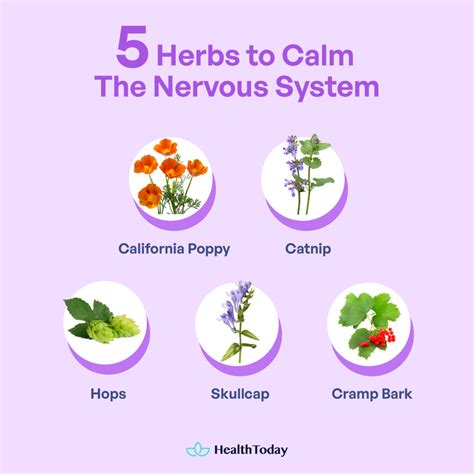 The Best Herbs That Help With Anxiety and Stress%