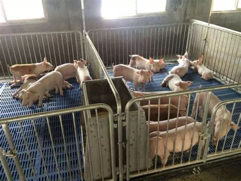 有哪些措施能够提高育肥猪代养猪场（公司+农户猪场）的经济效益？ - 知乎