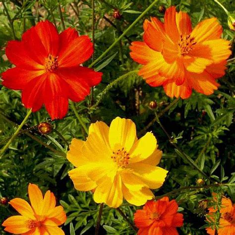 Buy Set of 10 Best Flower Seeds for Kitchen Garden online from ...