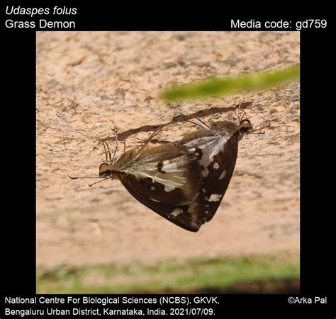 Udaspes folus | Butterfly