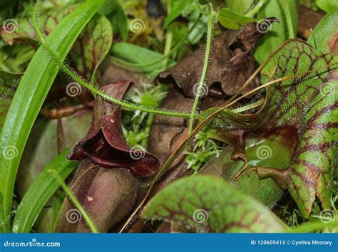 Purple Pitcher Plant Sarracenia Purpurea Stock Image - Image of pitcher ...