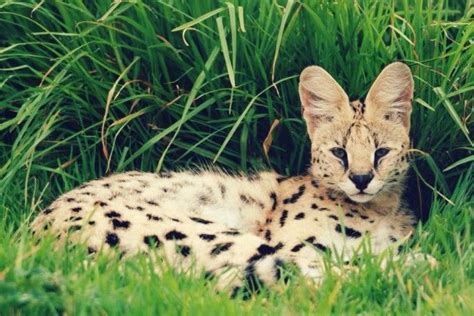 Zanchieta Wild Cat Farm, Bloemfontein